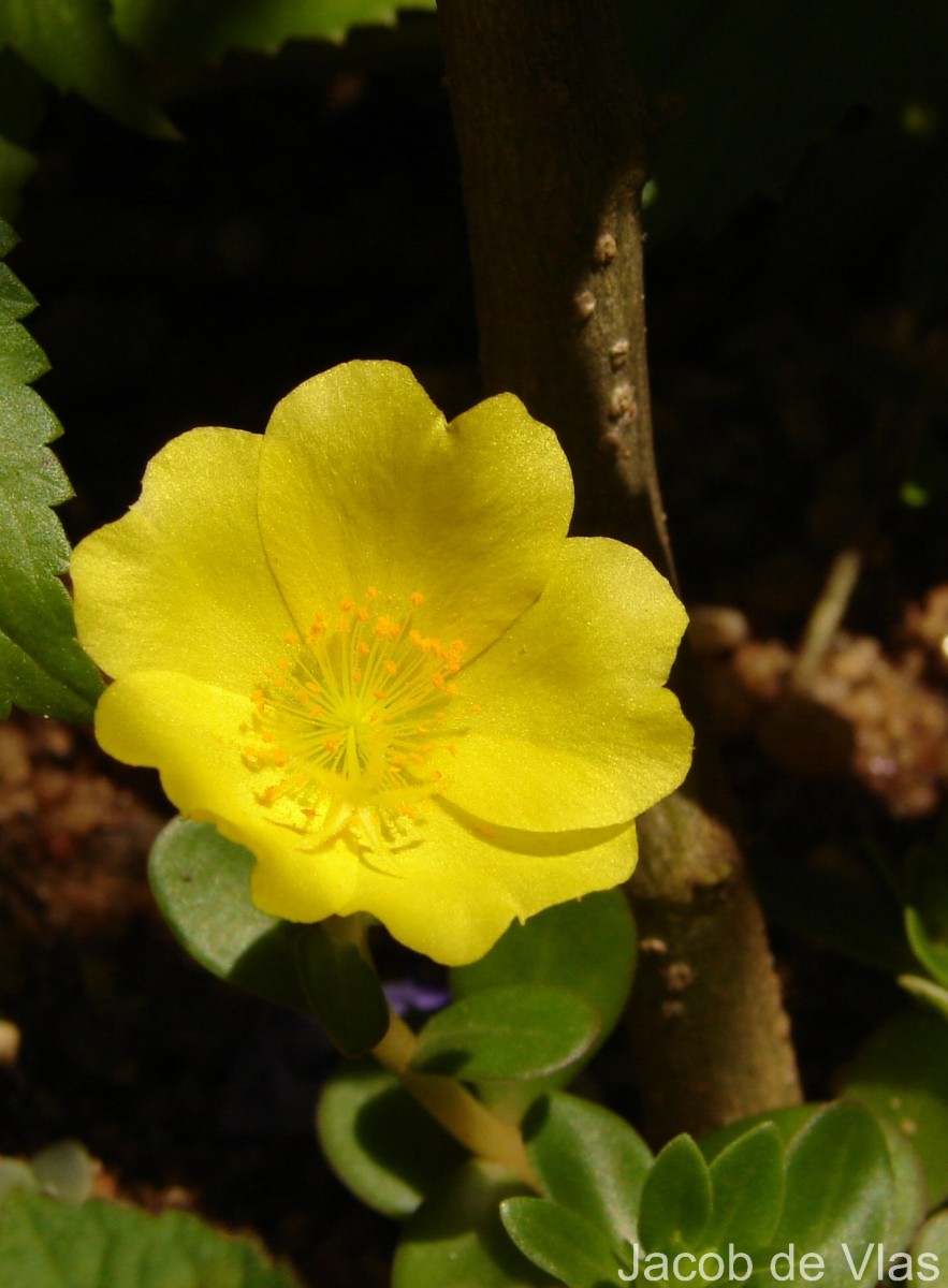 Portulaca oleracea L.
